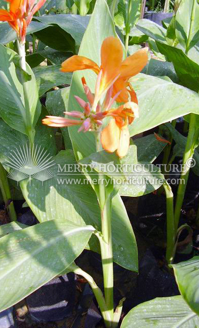 Canna thai orange